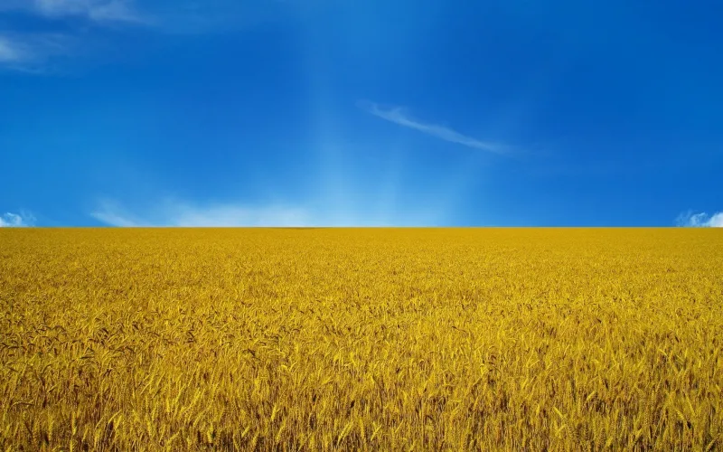 График работы TERRAHOME на День Независимости 2026 на terrahome.com.ua